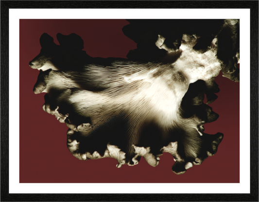 Main image Anatomy I — Gills