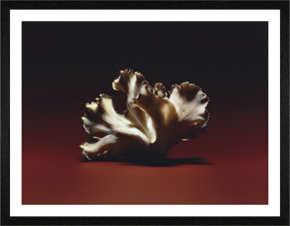 Main image Anatomy V — Edge