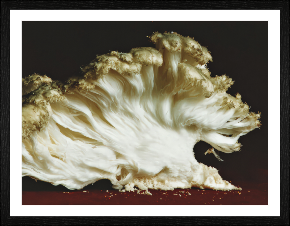 Main image Anatomy II — Fold