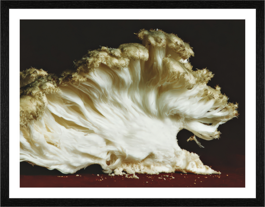 Main image Anatomy II — Fold