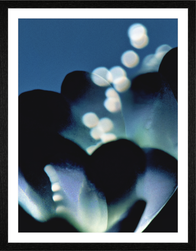 Main image Microscope VII — Trace