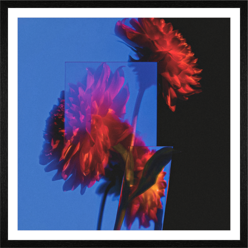 Main image Dahlia VI