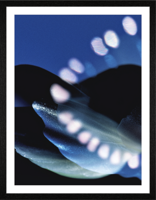 Main image Microscope IV — Bloom