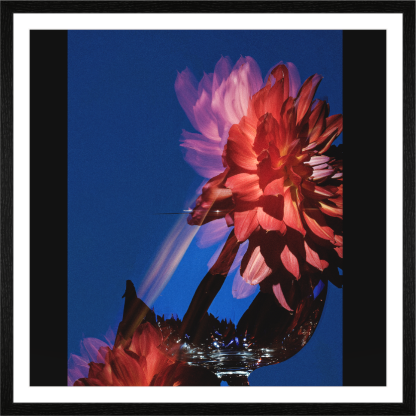 Main image Dahlia IV